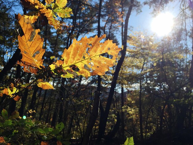 Photo vue rapprochée d'un arbre d'automne dans la forêt