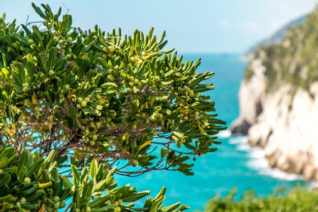 Photo vue rapprochée de l'arbre sur le ciel bleu