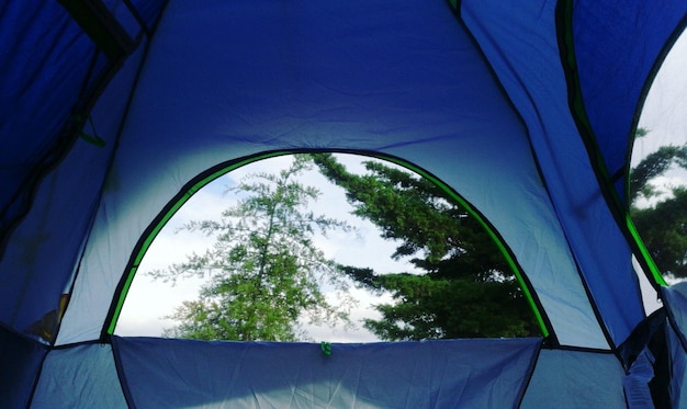 Photo vue rapprochée de l'arbre contre le ciel