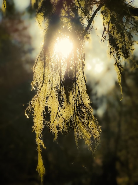 Photo vue rapprochée de l'arbre contre le ciel