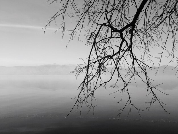 Vue rapprochée de l'arbre contre le ciel