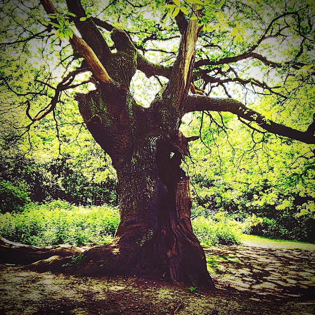 Photo vue rapprochée d'un arbre dans la forêt