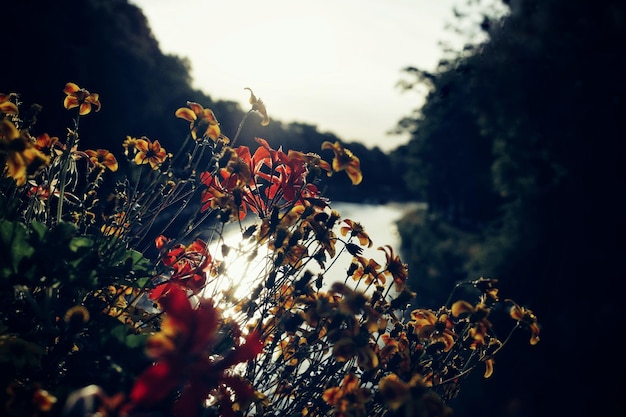 Photo vue rapprochée d'un arbre à fleurs contre le ciel