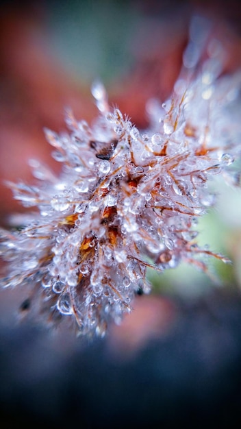 Photo vue rapprochée d'un arbre à fleurs gelé