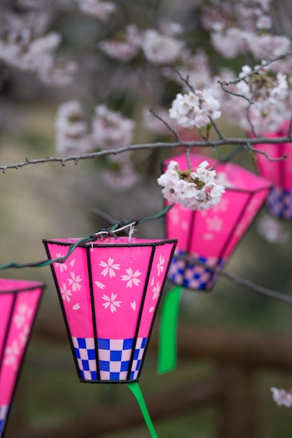 Photo vue rapprochée d'un arbre à fleurs roses