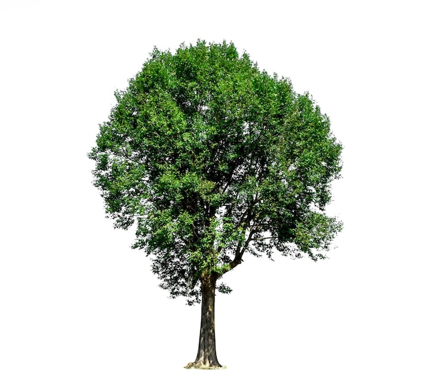 Vue rapprochée de l'arbre sur fond blanc