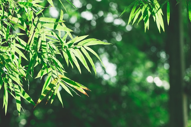 Vue rapprochée d'un arbre frais et vert