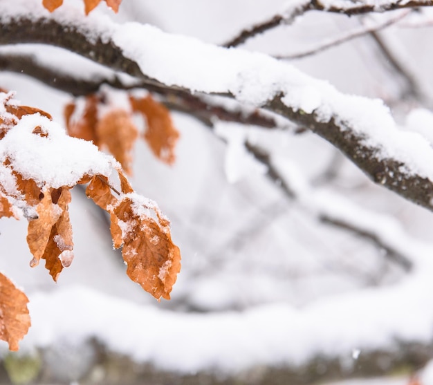 Photo vue rapprochée d'un arbre gelé contre le ciel en hiver