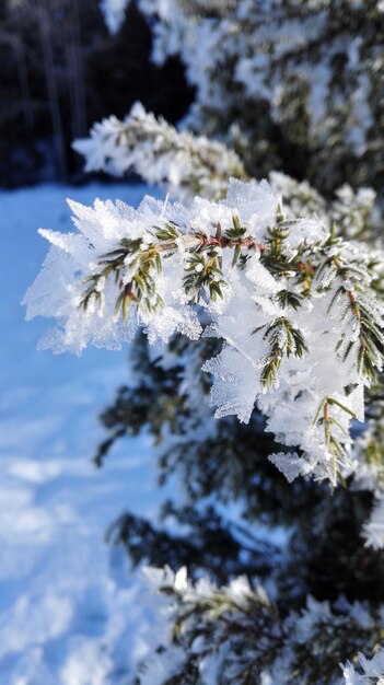 Photo vue rapprochée d'un arbre gelé