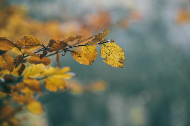 Vue rapprochée de l'arbre jaune d'automne