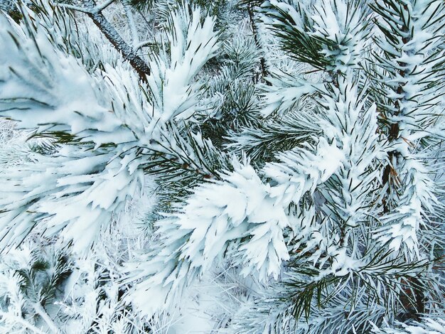 Vue rapprochée de l'arbre de Noël