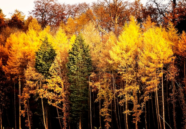 Photo vue rapprochée des arbres d'automne contre le ciel