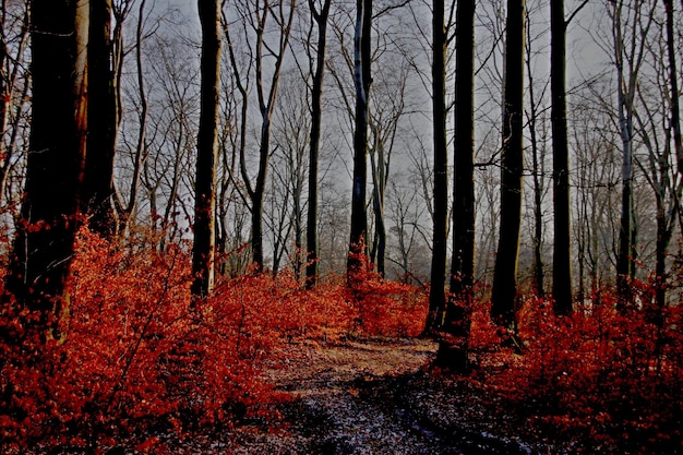 Photo vue rapprochée des arbres dans la forêt