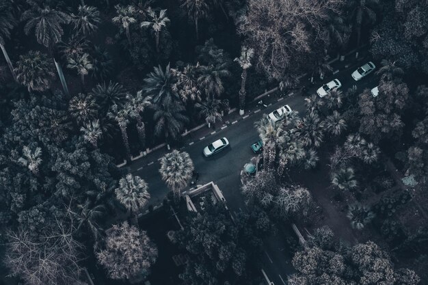 Photo vue rapprochée des arbres sous un angle élevé