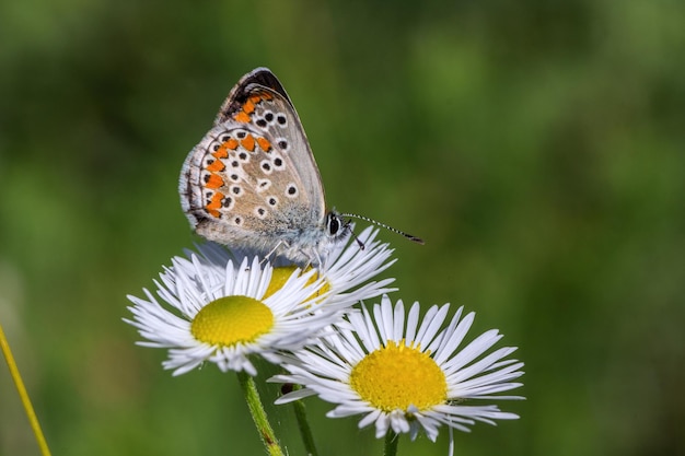 Vue rapprochée de l'aricia agestis en fleur