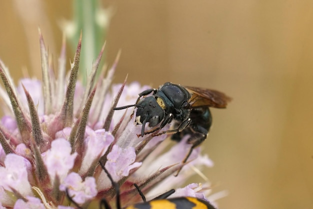 Vue rapprochée d'une assez grande petite abeille charpentière méditerranéenne Ceratina chalcites sur une fleur de Dipsacus rose
