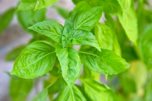 Vue rapprochée au basilic frais