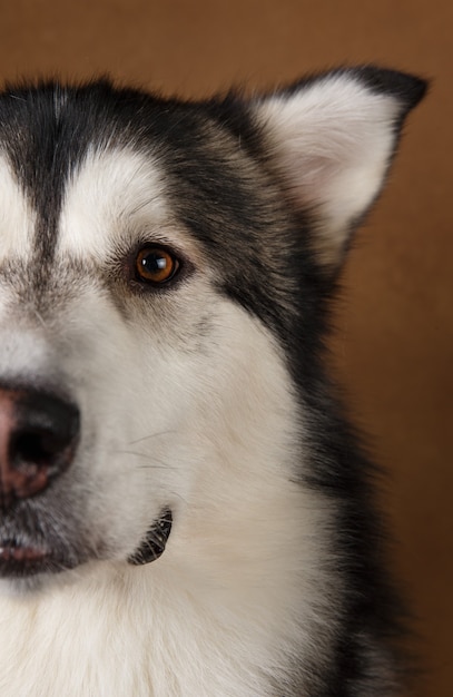 Vue rapprochée au visage de chien de race malamute d'Alaska sur fond noir brun.