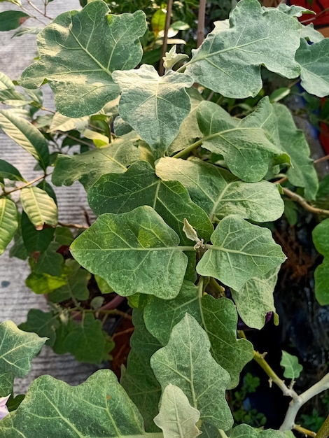 Vue rapprochée de l'aubergine