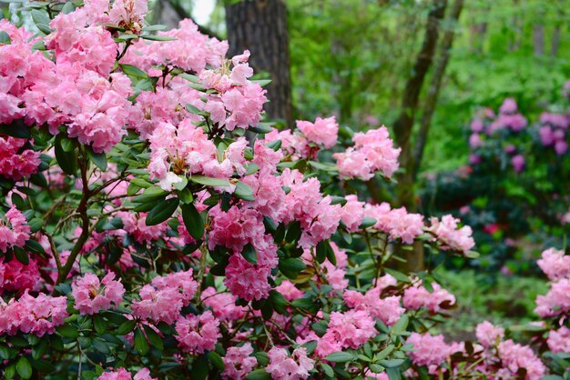 Photo vue rapprochée des azalées roses en fleurs dans un parc