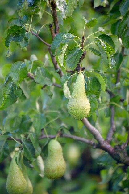 Photo vue rapprochée des baies qui poussent sur l'arbre