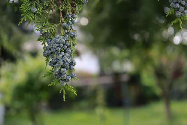 Vue rapprochée des baies qui poussent sur l'arbre