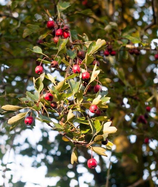 Photo vue rapprochée des baies qui poussent sur l'arbre