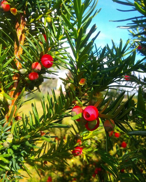 Photo vue rapprochée des baies rouges sur l'arbre