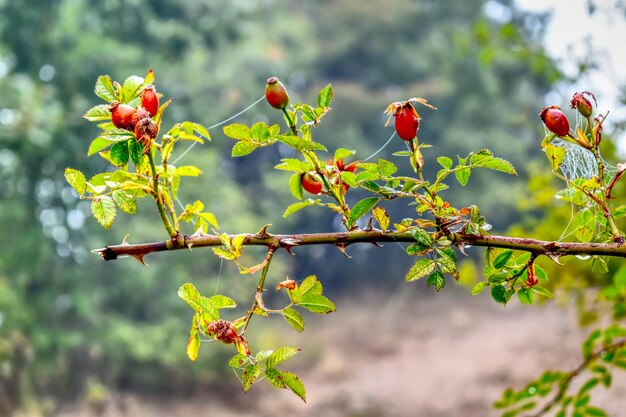 Vue rapprochée des baies rouges sur la plante