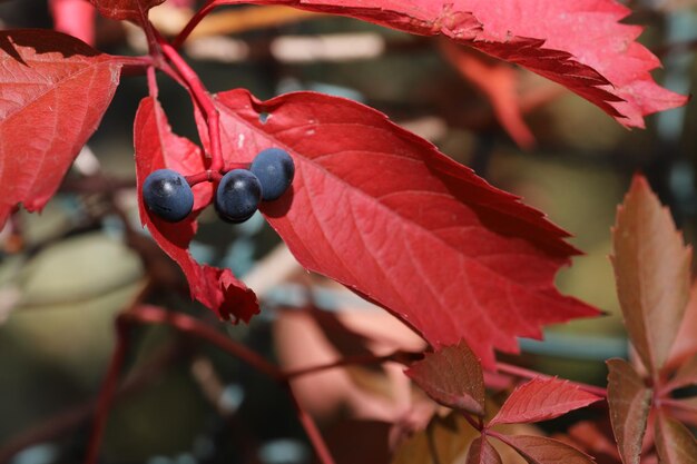 Photo vue rapprochée des baies rouges qui poussent sur l'arbre