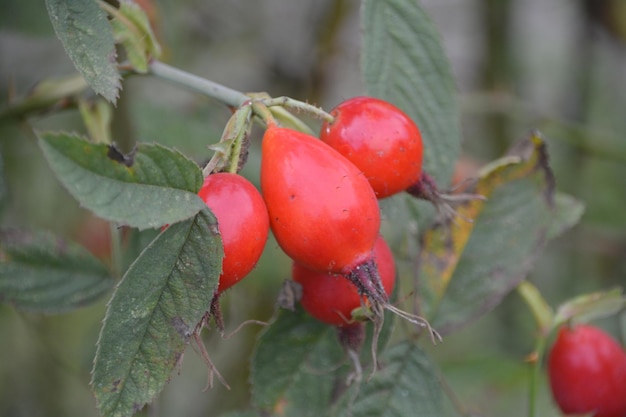 Photo vue rapprochée des baies rouges qui poussent sur l'arbre