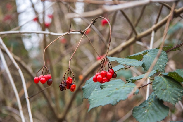 Photo vue rapprochée des baies rouges qui poussent sur l'arbre