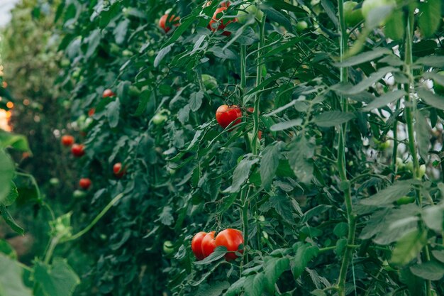 Photo vue rapprochée des baies rouges qui poussent sur la plante