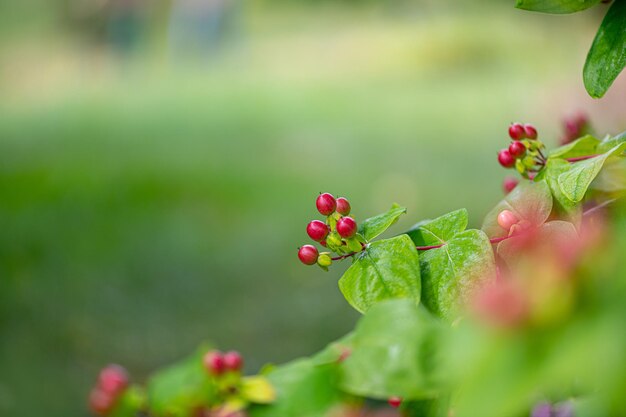 Vue rapprochée des baies rouges qui poussent sur la plante