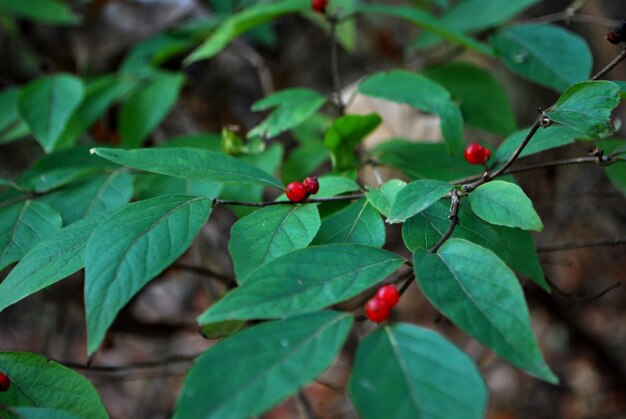 Vue rapprochée des baies rouges qui poussent sur la plante