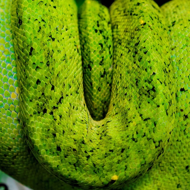 Photo vue rapprochée des bananes