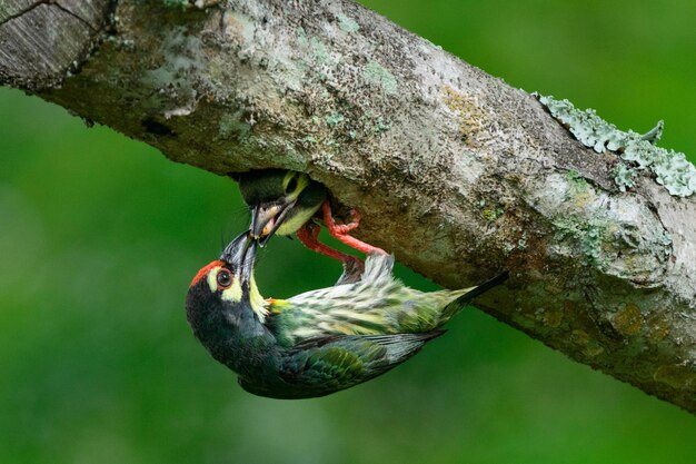 Photo vue rapprochée d'un barbet cuivre qui se nourrit d'une branche dans le parc de pasir ris