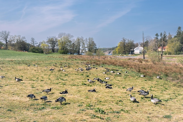 Vue rapprochée d'un beau canard colvert