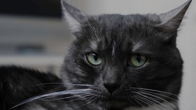 Vue rapprochée d'un beau chat noir et blanc regardant le concept de la caméra à la maison