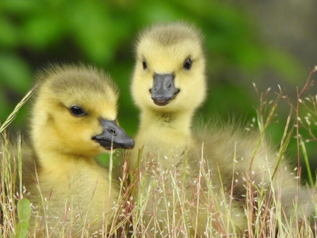 Photo vue rapprochée d'un bébé oiseau sur l'herbe