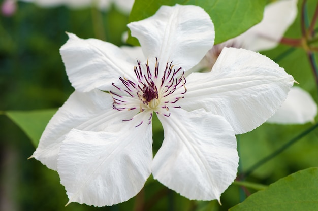 Vue rapprochée de la belle fleur de clématite blanche