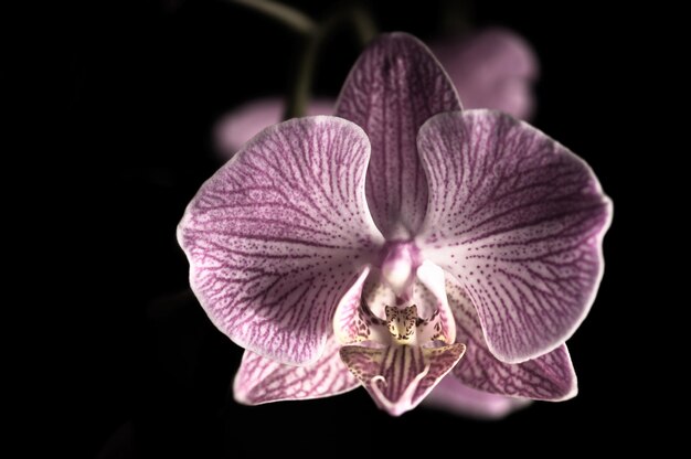 Photo vue rapprochée d'une belle fleur d'orchidée