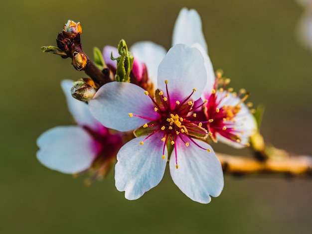 Vue rapprochée d'une belle fleur qui fleurit à l'extérieur dans la nature