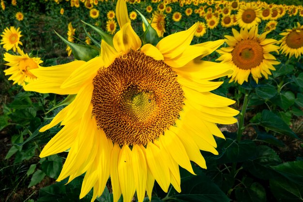 Photo vue rapprochée d'une belle fleur de tournesol en été sous le soleil