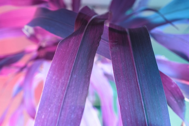 Vue rapprochée d'une belle plante à feuilles abstraites de couleur rose lumineuse une belle plante minimale à la lumière du néon