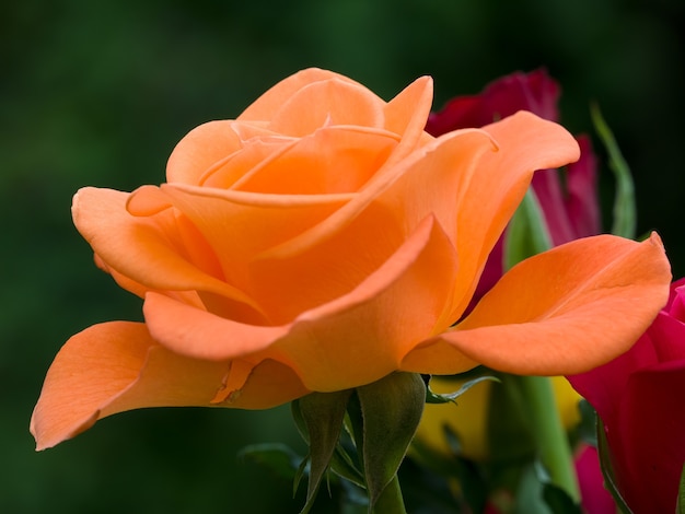 Vue rapprochée d'une belle rose orange