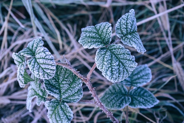 Vue rapprochée de la belle surface de plantes gelées à l'arrière-plan hiverautomne