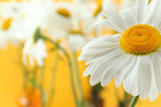 Vue rapprochée des belles fleurs de camomille