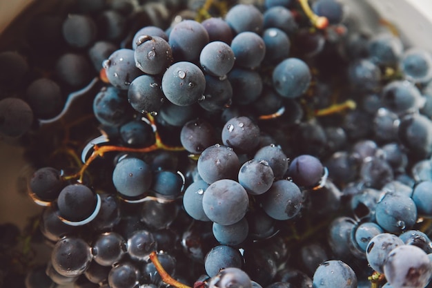 Photo vue rapprochée des bleuets