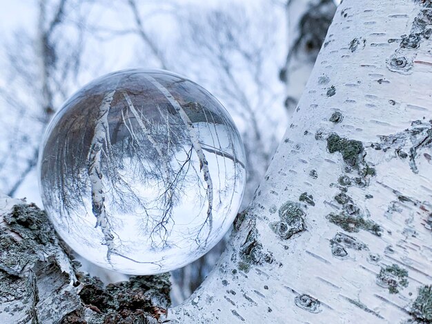 Photo vue rapprochée d'une boule de cristal sur un arbre